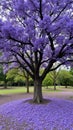 Vibrant jacaranda tree in bloom with lavender flowers and fallen petals Royalty Free Stock Photo