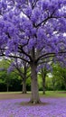 Vibrant jacaranda tree in bloom with lavender flowers and fallen petals Royalty Free Stock Photo