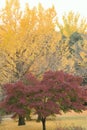 Vibrant Japanese Autumn Ginkgo & Maple leaves Landscape with blurred background