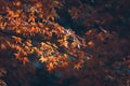 Vibrant Japanese Autumn Maple leaves