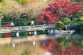 Vibrant Japanese autumn maple leaves Landscape around pond waters