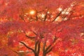 Vibrant Japanese Autumn Maple leaves Landscape with blurred background