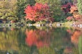 Vibrant Japanese autumn maple leaves Landscape with pond waters Royalty Free Stock Photo