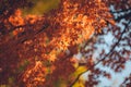 Vibrant Japanese Autumn Maple leaves