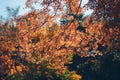 Vibrant Japanese Autumn Maple leaves