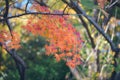 Vibrant Japanese Autumn Maple leaves