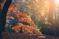 Vibrant Japanese Autumn Maple leaves