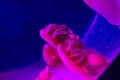 Vibrant Jelly fish Royalty Free Stock Photo