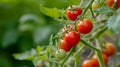 Vibrant and Juicy: Cherry Tomatoes on the Vine