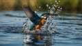 Common Kingfisher Diving for Fish in Sparkling Water Royalty Free Stock Photo