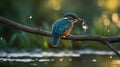 Kingfisher Perched on Branch with Caught Fish in Beak Over Looking at the River Royalty Free Stock Photo