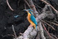 Vibrant kingfisher perched on a tree branch gazes ahead