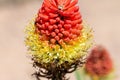 Vibrant Kniphofia flower in shades of red and yellow is blooming with a bee perched on it