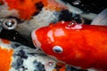 Kohaku fish swim peacefully in an underwater environment