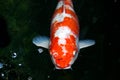 Vibrant Kohaku fish swims peacefully in an underwater environment