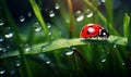 Mesmerizing Macro: Ladybug with a Glistening Water Droplet on Lush Green Grass