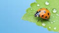 Vibrant ladybug on dew-covered leaf against blue sky background Royalty Free Stock Photo