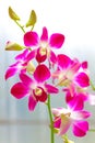 Beautiful laelia anceps pink orchids against natural background Royalty Free Stock Photo