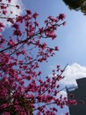 Vibrant landscape with a blooming redbud tree in the foreground and a clear blue sky