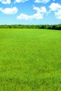 A vibrant landscape with an endless green field, blue sky, white clouds and forest on the horizon. Royalty Free Stock Photo