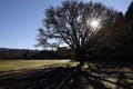 Vibrant landscape featuring a bare tree against a bright blue sky with the sun shining through Royalty Free Stock Photo