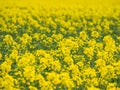 Vibrant landscape featuring a mustard field of yellow flowers. Royalty Free Stock Photo
