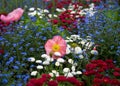 pink poppies and forget flowers in a field of blue and white flowers