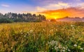 Vibrant landscape with foggy meadow in Poland