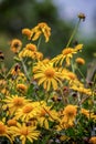 Vibrant landscape showcasing a flourishing field of vibrant yellow flowers Royalty Free Stock Photo