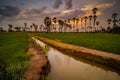 Vibrant Landscape under scenic colorful sky at sunset over rice field and sugar palm trees. Rice fields and palm trees at sunset Royalty Free Stock Photo