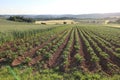 Vibrant landscape of a wide open field in the countryside filled with a variety of crops