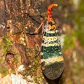 Vibrant Lanternfly Perched on Tree Bark Royalty Free Stock Photo