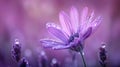 Vibrant lavender daisy with dewdrops in a serene purple setting Royalty Free Stock Photo