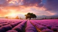 Vibrant Lavender Field At Sunset: A Captivating Display Of Nature\'s Beauty