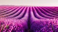 Vibrant Lavender Fields at Sunset with Rolling Hills Royalty Free Stock Photo