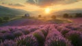 Vibrant lavender fields at sunset rural farmhouse in hazy distance, wide angle view