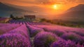 Vibrant lavender fields at sunset with rural farmhouse in wideangle view, summer beauty captured