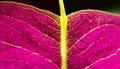 Vibrant leaf vein pattern, macro close up of organic plant generated by AI Royalty Free Stock Photo
