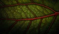 Vibrant leaf vein pattern on organic plant in close up macro generated by AI Royalty Free Stock Photo
