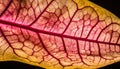 Vibrant leaf veins showcase nature beauty in close up macro pattern generated by AI Royalty Free Stock Photo