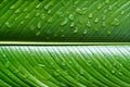 Vibrant leaf with waterdrops