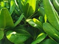 Vibrant leaves in the bright sunlight of Mexico