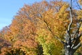 Vibrant leaves on trees at Couchiching Beach Park