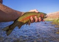 Vibrant Lees Ferry AZ Rainbow Trout Caught Royalty Free Stock Photo