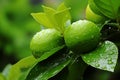 Vibrant Lemon Close-Up with Textured Peel and Green Leaves - Freshly Cut Citrus Fruit Photo