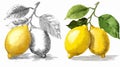 Vibrant Lemon Drawings with Vector Outline for Graphic Design Projects Royalty Free Stock Photo
