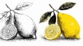 Vibrant Lemon Drawings with Vector Outline for Graphic Design Projects Royalty Free Stock Photo
