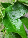 Vibrant lemon tree leaves after rain