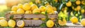 Vibrant lemons in wooden crates on vintage farmhouse table summer freshness in soft morning light