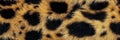 Leopard fur pattern banner showcasing distinct and vibrant fur markings with a mix of tawny gold and deep black spots perfect for Royalty Free Stock Photo